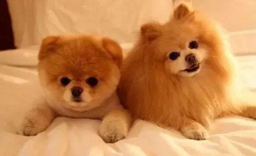 狗狗最新爆料,宠物界的最新动态与趣闻