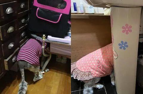 大狗最新爆料新闻视频播放,最新爆料新闻视频幕后真相